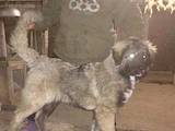 Собаки, щенята Кавказька вівчарка, ціна 3000 Грн., Фото