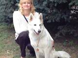 Собаки, щенки Белая Швейцарская овчарка, цена 13000 Грн., Фото