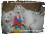 Собаки, щенки Самоед, цена 4000 Грн., Фото
