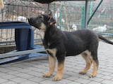 Собаки, щенки Восточно-Европейская овчарка, цена 3000 Грн., Фото