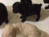 Собаки, щенки Карликовый пудель, цена 2700 Грн., Фото