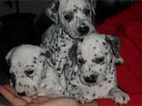 Собаки, щенки Далматин, цена 2500 Грн., Фото