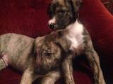 Собаки, щенята Грейхаунд, ціна 6000 Грн., Фото