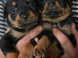 Собаки, щенята Ротвейлер, ціна 5500 Грн., Фото