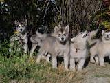 Собаки, щенята Аляска маламут, ціна 4000 Грн., Фото