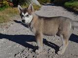 Собаки, щенята Аляска маламут, ціна 4000 Грн., Фото