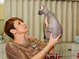 Кошки, котята Донской сфинкс, цена 5000 Грн., Фото