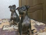 Собаки, щенята Російський гладкошерстий тойтерьер, ціна 3000 Грн., Фото