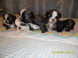 Собаки, щенки Пекинес, цена 600 Грн., Фото