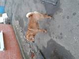 Собаки, щенята Шарпей, ціна 10 Грн., Фото