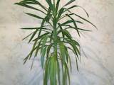 Домашние растения Пальмы, цена 400 Грн., Фото