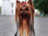 Собаки, щенята Йоркширський тер'єр, ціна 13500 Грн., Фото