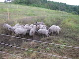 Тваринництво,  Сільгосп тварини Свині, ціна 1200 Грн., Фото