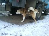 Собаки, щенята Західно-Сибірська лайка, ціна 7000 Грн., Фото