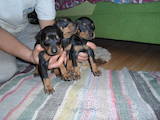Собаки, щенята Доберман, ціна 2500 Грн., Фото