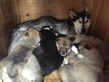 Собаки, щенки Аляскинский маламут, цена 600 Грн., Фото