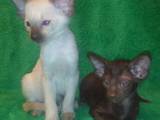 Кішки, кошенята Орієнтальна, ціна 3500 Грн., Фото