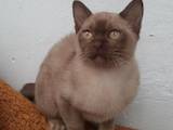 Кошки, котята Бурма, цена 10000 Грн., Фото