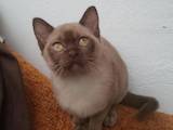 Кошки, котята Бурма, цена 10000 Грн., Фото