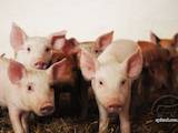 Животноводство,  Сельхоз животные Свиньи, цена 750 Грн., Фото