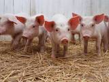 Тваринництво,  Сільгосп тварини Свині, ціна 750 Грн., Фото