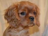 Собаки, щенки Кавалер-Кинг-Чарльз спаниель, цена 24000 Грн., Фото