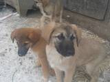 Собаки, щенки Беспородная, цена 50 Грн., Фото