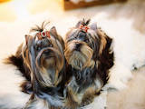 Собаки, щенки Йоркширский терьер, цена 6000 Грн., Фото