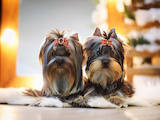 Собаки, щенки Йоркширский терьер, цена 6000 Грн., Фото