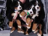 Собаки, щенки Бернская горная собака, цена 6000 Грн., Фото