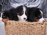 Собаки, щенки Бернская горная собака, цена 6000 Грн., Фото