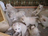 Собаки, щенки Западно-Сибирская лайка, цена 800 Грн., Фото