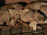 Собаки, щенки Веймарская легавая, цена 15000 Грн., Фото