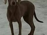 Собаки, щенята Веймарська лягава, ціна 15000 Грн., Фото
