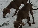 Собаки, щенята Веймарська лягава, ціна 15000 Грн., Фото