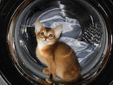 Кошки, котята Абиссинская, цена 9000 Грн., Фото