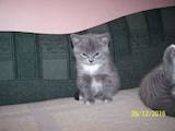 Кошки, котята Британская короткошерстная, цена 1500 Грн., Фото