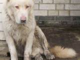 Собаки, щенки Кавказская овчарка, цена 4000 Грн., Фото
