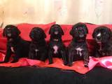 Собаки, щенки Кане Корсо, цена 1000 Грн., Фото