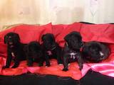 Собаки, щенки Кане Корсо, цена 1000 Грн., Фото