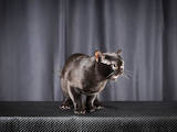 Кішки, кошенята Бомбейська, ціна 27000 Грн., Фото