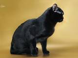 Кошки, котята Бомбейская, цена 27000 Грн., Фото