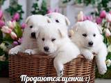 Собаки, щенки Белая Швейцарская овчарка, цена 5700 Грн., Фото