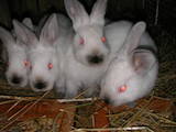Тваринництво,  Сільгосп тварини Кролики, Нутрії, ціна 120 Грн., Фото