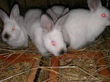 Тваринництво,  Сільгосп тварини Кролики, Нутрії, ціна 120 Грн., Фото