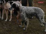 Собаки, щенки Английский сеттер, цена 8000 Грн., Фото