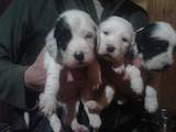 Собаки, щенки Английский сеттер, цена 8000 Грн., Фото