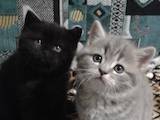 Кошки, котята Шотландская короткошерстная, цена 1000 Грн., Фото