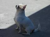Собаки, щенки Чихуа-хуа, цена 2000 Грн., Фото
