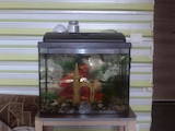 Рибки, акваріуми Акваріуми і устаткування, ціна 1100 Грн., Фото